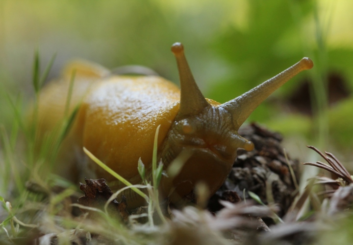 Banana Slug